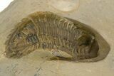 Fossil Hollardops Trilobite - Ventral Preparation #334907-3